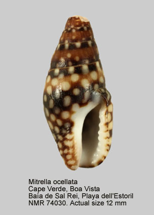 Mitrella ocellata (8).jpg - Mitrella ocellata(Gmelin,1791)